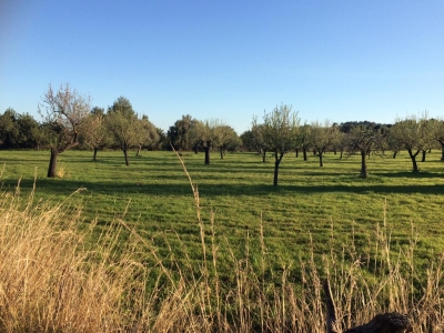 Grundstück 17.000 m² in Campanet zu verkaufen